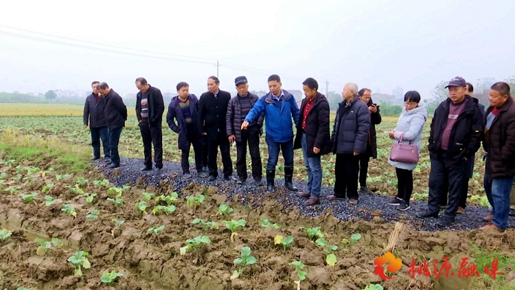 桃源县举行富硒油菜组装配套高产栽培示范基地现场观摩调研