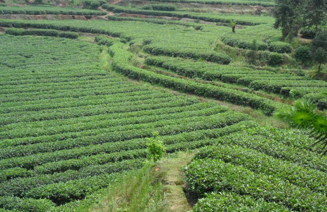 山野间的大叶茶基地.jpg