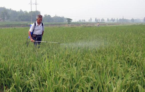 县富硒产品研究所开展水稻增硒降镉试验研究